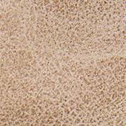 champagner-S480